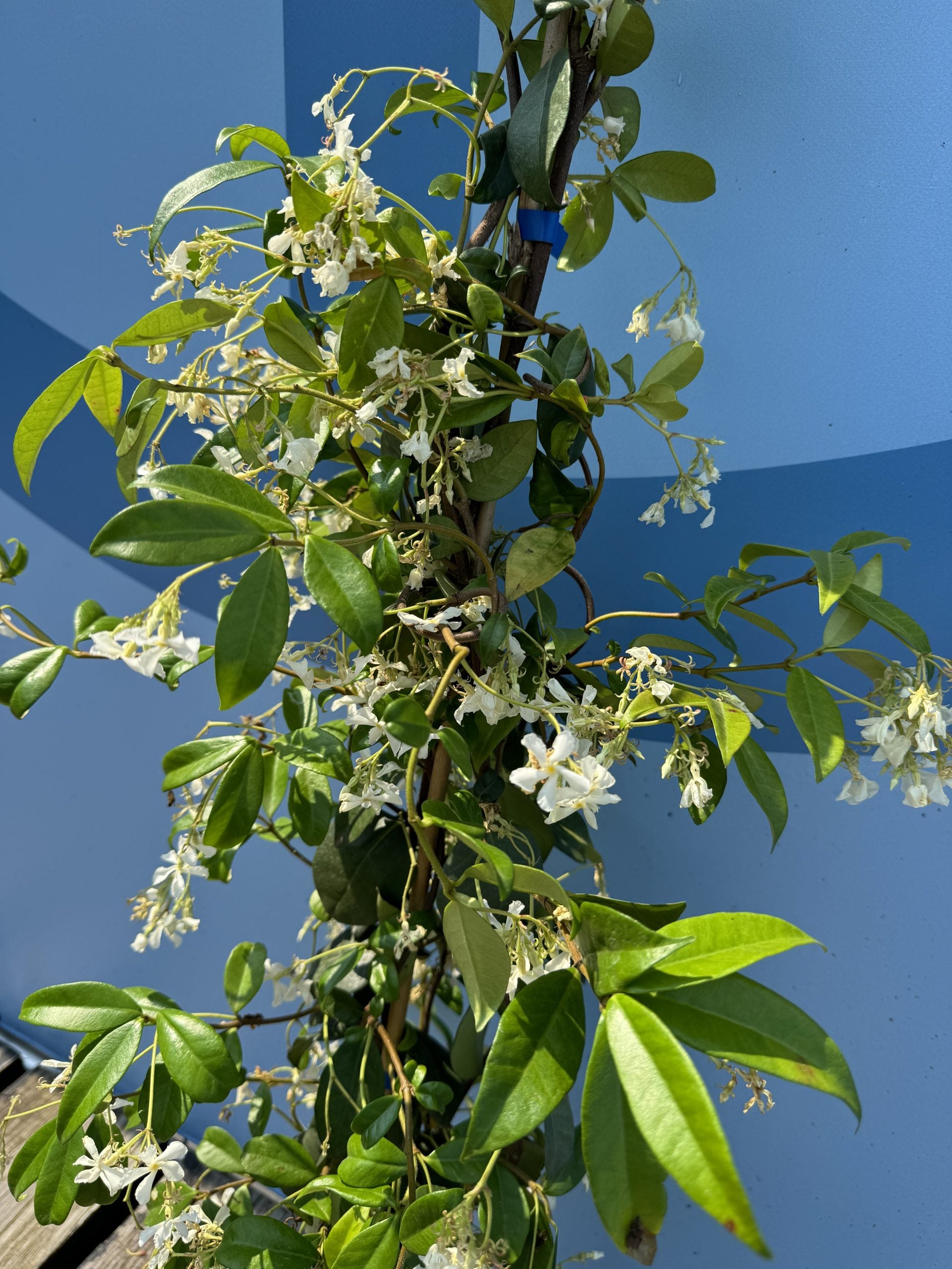 Sunny Tree - 4 pièces de jasmin, jasmin toscan, Trachelospermum Jasminoides, 160 cm, plante grimpante, résistant au froid, A + - 6