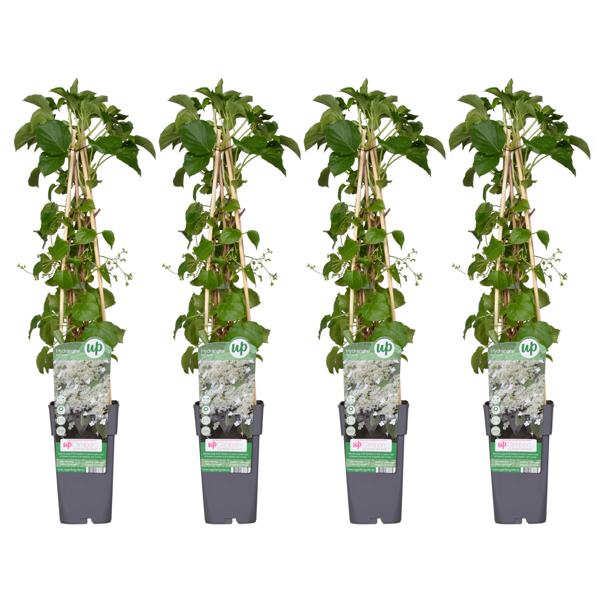 4x Hydrangea petiolaris - Hortensja pnąca - 65 cm - Doniczka Ø15 cm