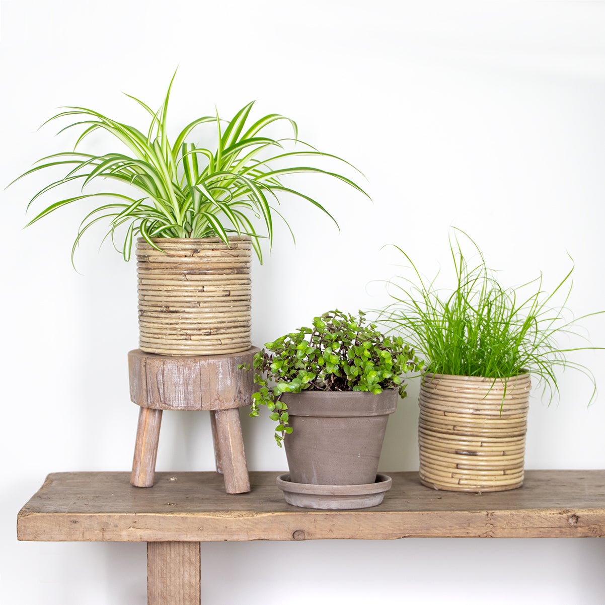 Lot de 3 - Mélange plantes d’intérieur sans danger pour les animaux - 2