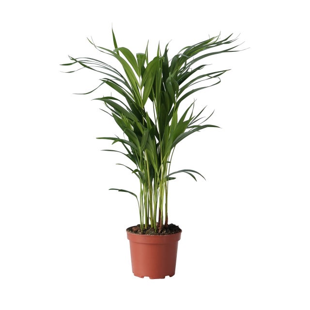 Palma Areca - Dypsis lutescens - Altezza 60-70cm - ⌀17cm
