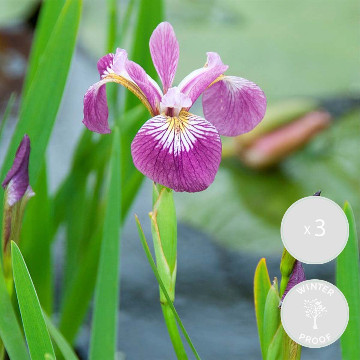 Lot de 3 - Iris Versicolor - Iris versicolore - Plantes de bassin - H. 20-30 cm - P. 9 cm - 2