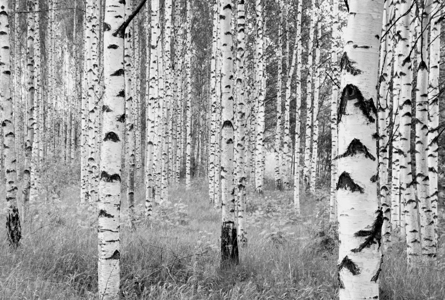 Fotomural woods blanco y negro - 368 x 248 cm - komar