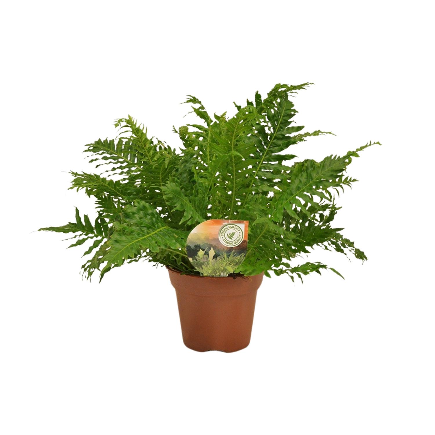 Blechnum Silver Lady Ø17cm, Wysokość 50cm, Srebrzysta Paproć do Wnętrz