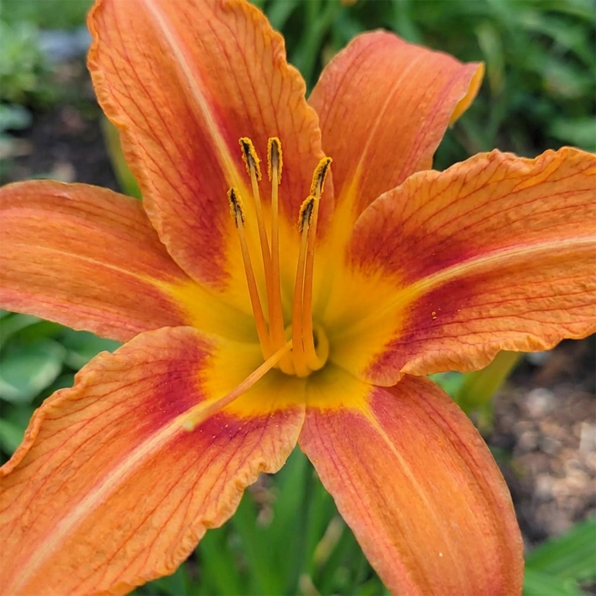 Lot de 6 - Hemerocallis Sammy Russell - Hémérocalle - Floraison abondante - H. 10-20 cm - P. 9 cm - 2