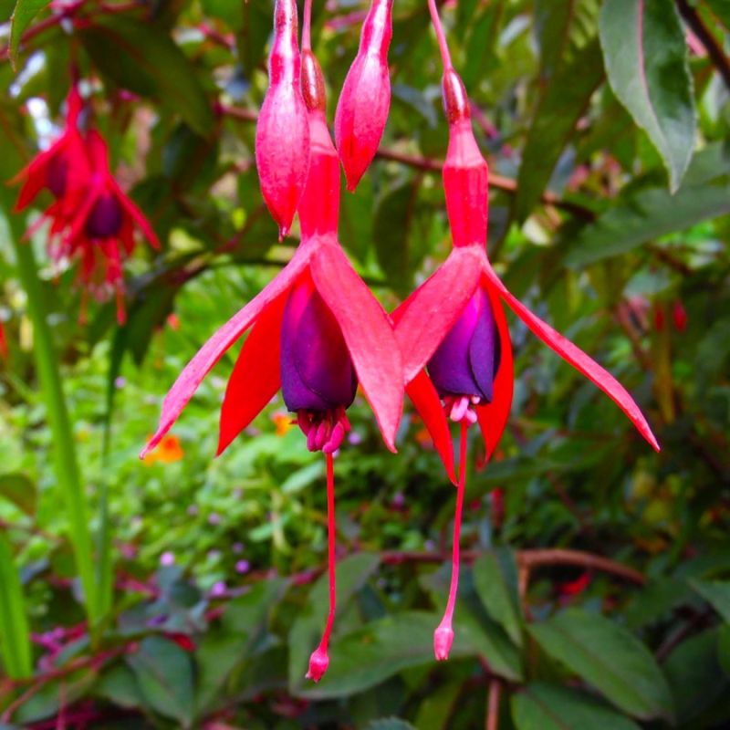 3 Fuchsias 'Riccartonii' - Lot de 3 vivaces - Pépinières Naudet | Leroy ...