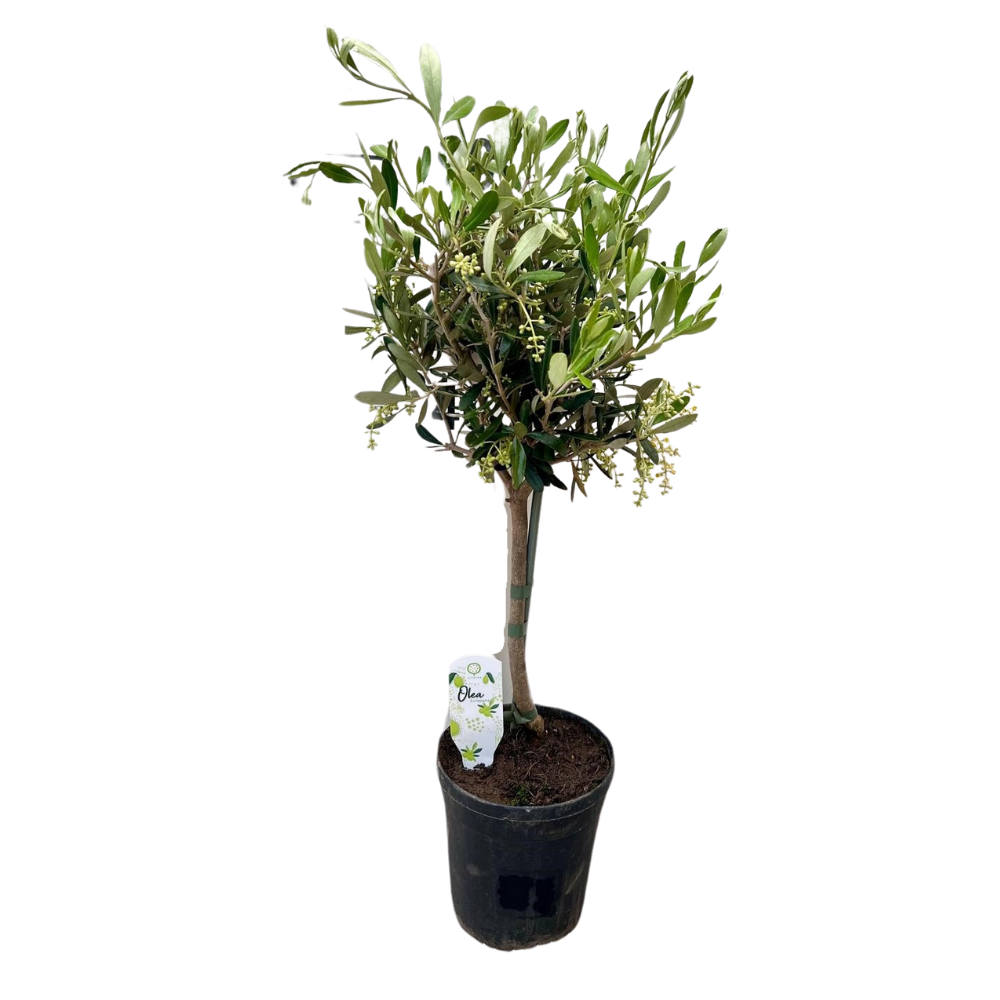Olea Europaea - Oliwka elegancka o srebrzystych liściach - Wys. 60cm - Doniczka Ø15cm