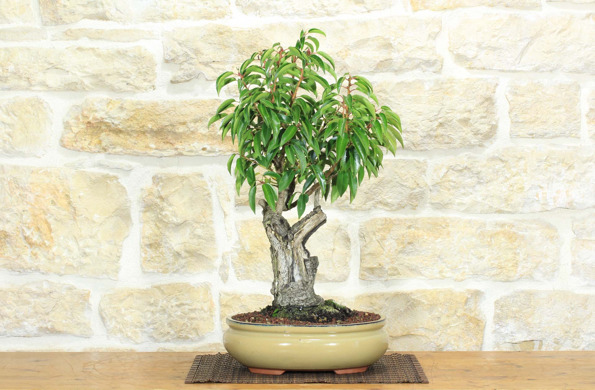 Bonsai di Prunus Lusitanica (69) | Leroy Merlin