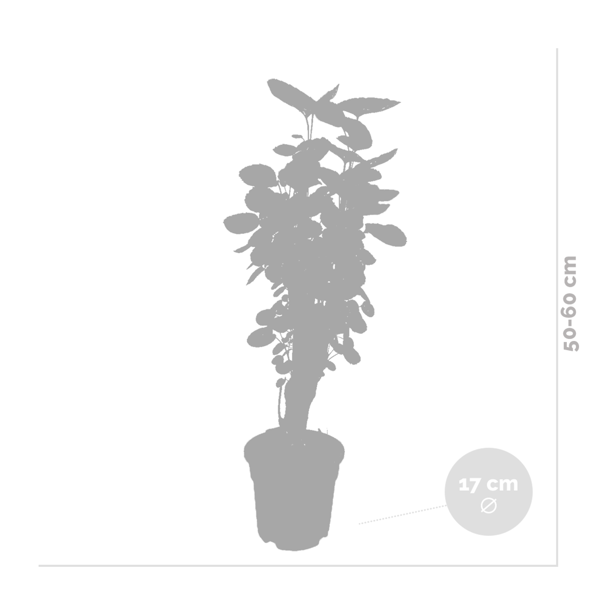 Lot de 2 - Polyscias Fabian - Aralia - Plante d’intérieur - Dépolluante - H. 50-60 cm - P. 17 cm - 4