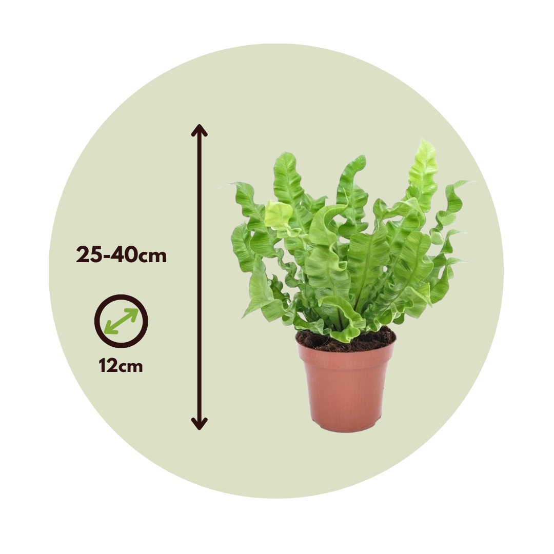 Felce nido d'uccello - 2 Pezzi - Asplenium nidus - Altezza 25-40cm - ⌀12cm - 5