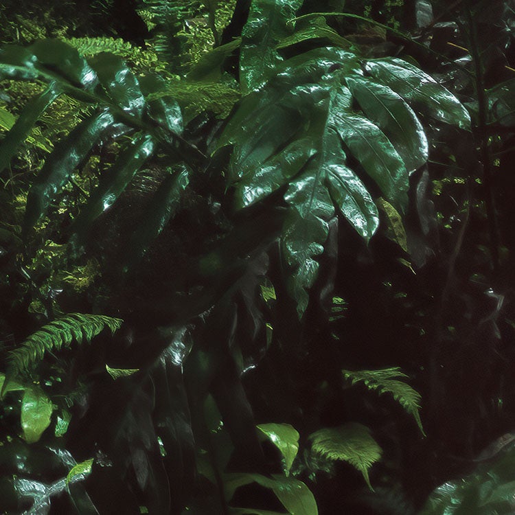 Fotomurale in tessuto non tessuto di Komar - Stefan Hefele Secret Veil - Dimensione: 450 x 280 cm - 8