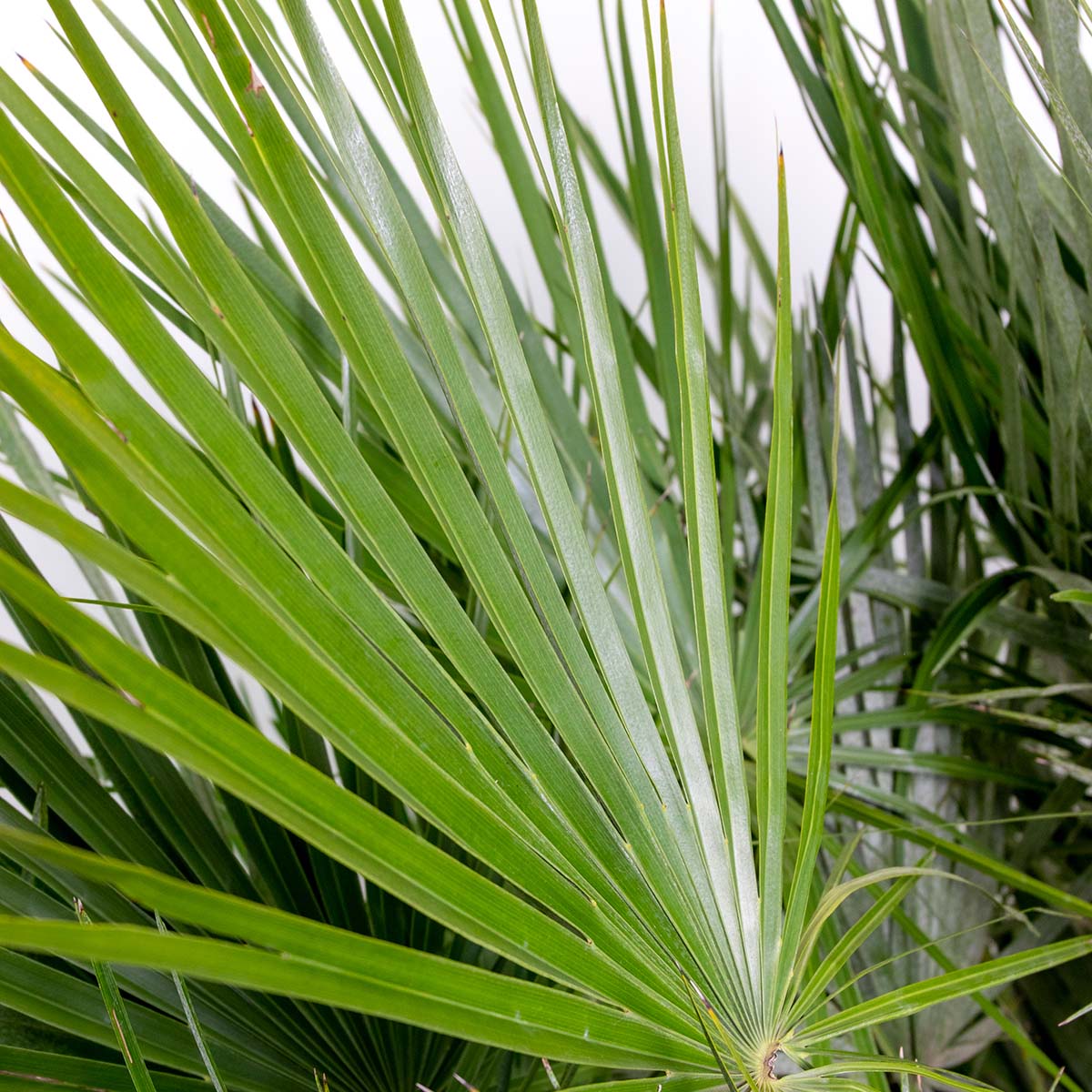 Chamaerops Humilis - Palmier nain européen - Palmier rustique - H. 80-100 cm - P. 24 cm - 4