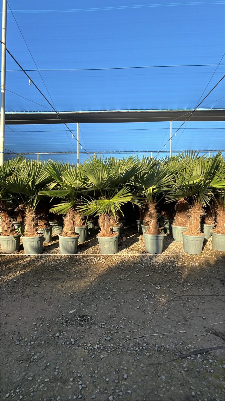 Sunny Tree - Palmier - Trachycarpus Fortunei - Palmier en éventail de Chine - Palmier à chanvre - 140-160 cm Pot compris - Hauteur du tronc 40-50 cm - 2