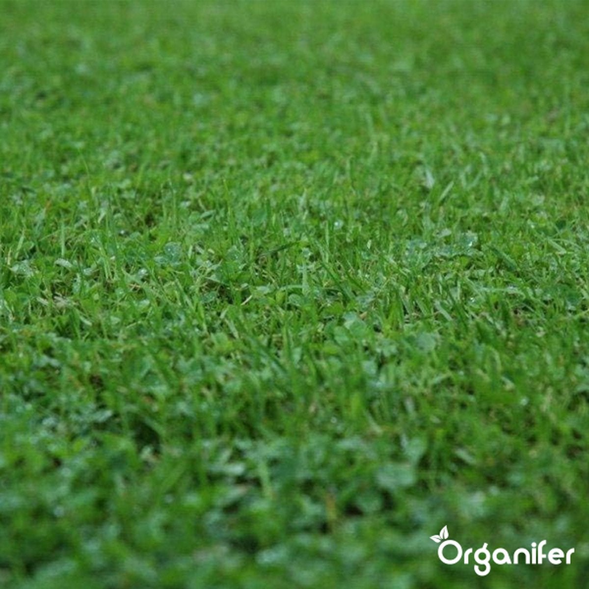 Microtrèfle pour Pelouse - Graines de Trèfle Pures (200 g pour 100 m²) - Organifer - 8