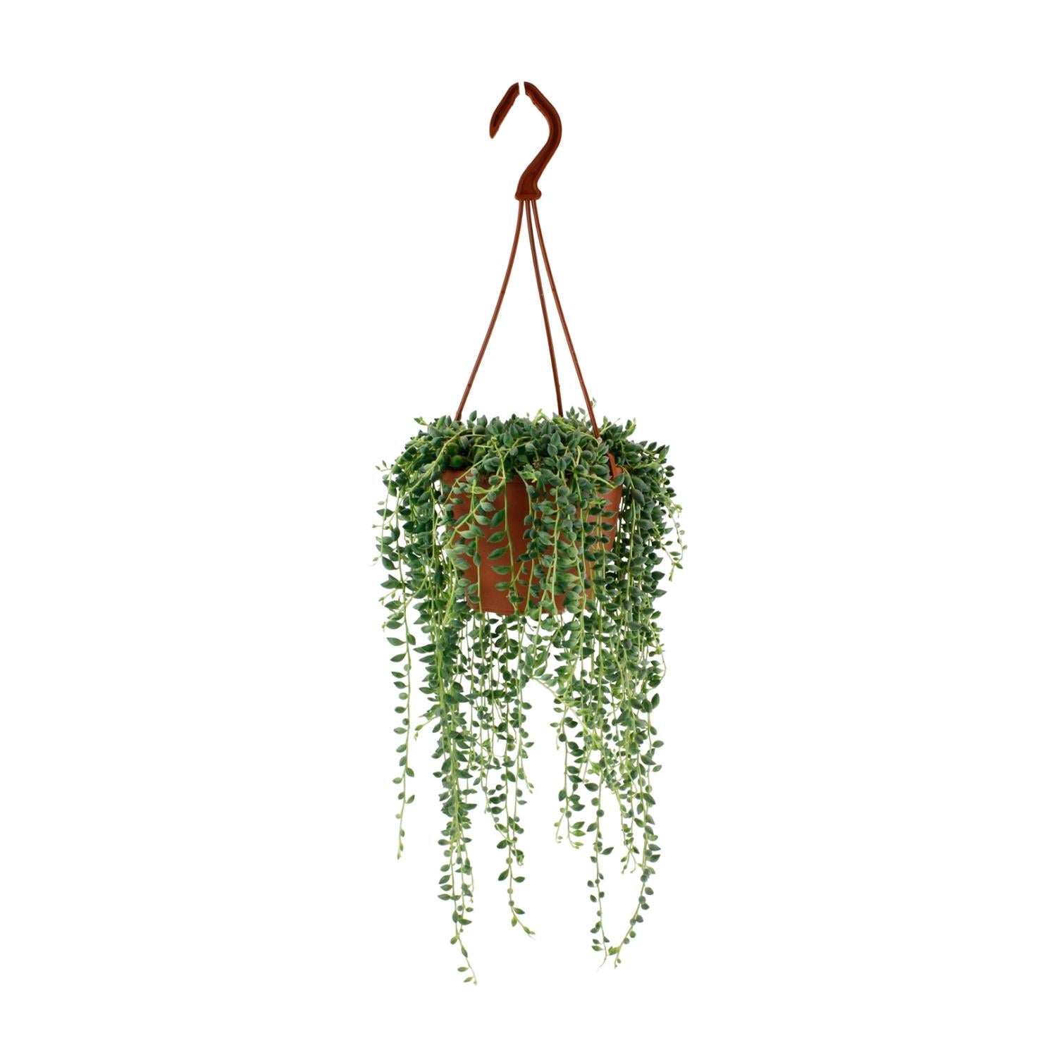 Sukulenta Senecio Herreianus doniczka Ø12cm wysokość 20cm – Zwisająca roślina doniczkowa ozdobna łatwa w pielęgnacji