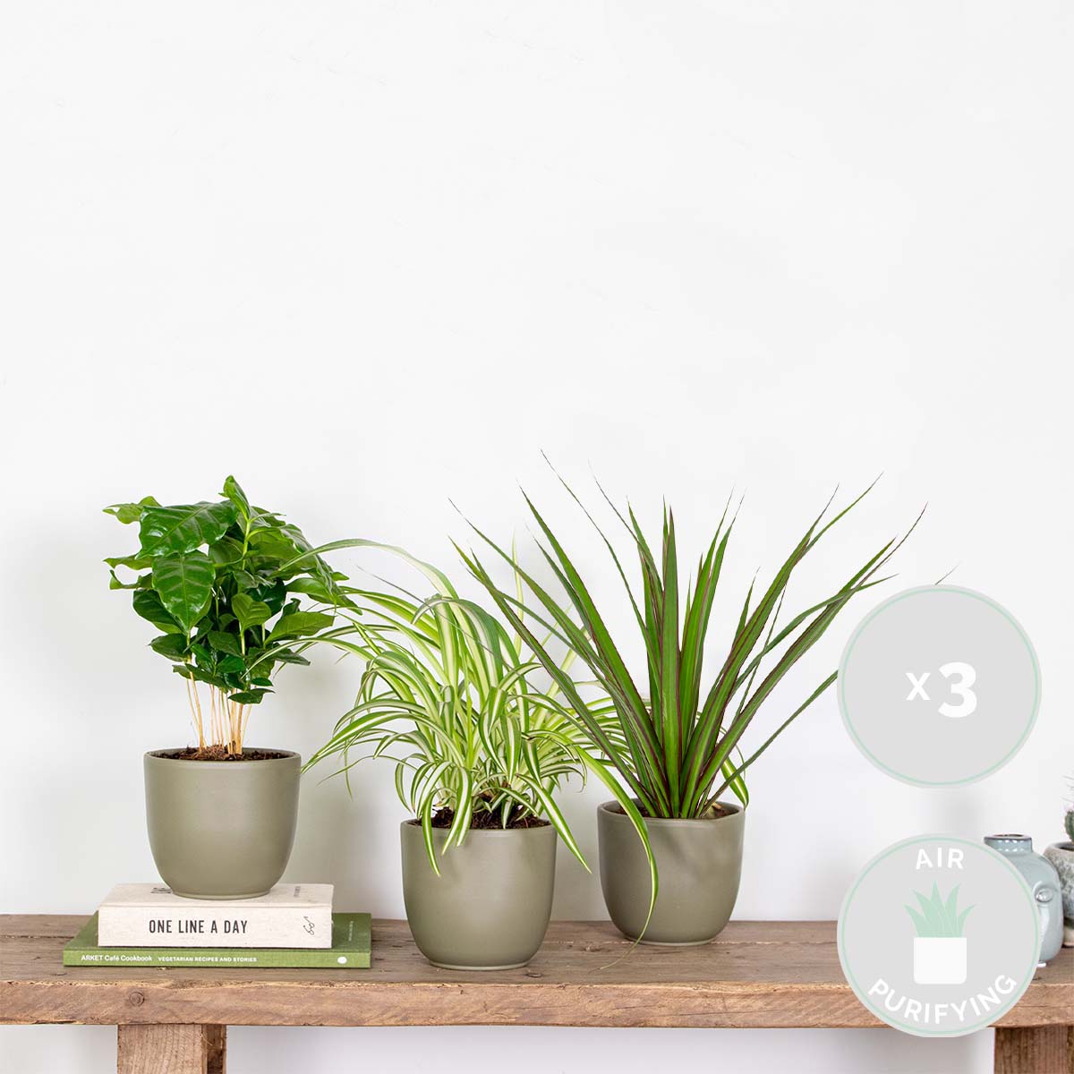 Lot de 3 - Mélange de plantes d’intérieur - Coffea, Dracaena, Chlorophytum - Dépolluantes - 25-35 cm - 2