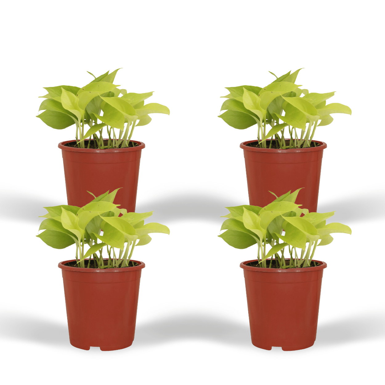 4x Epipremnum Golden Pothos - Scindapsus 12 cm - Liście złote