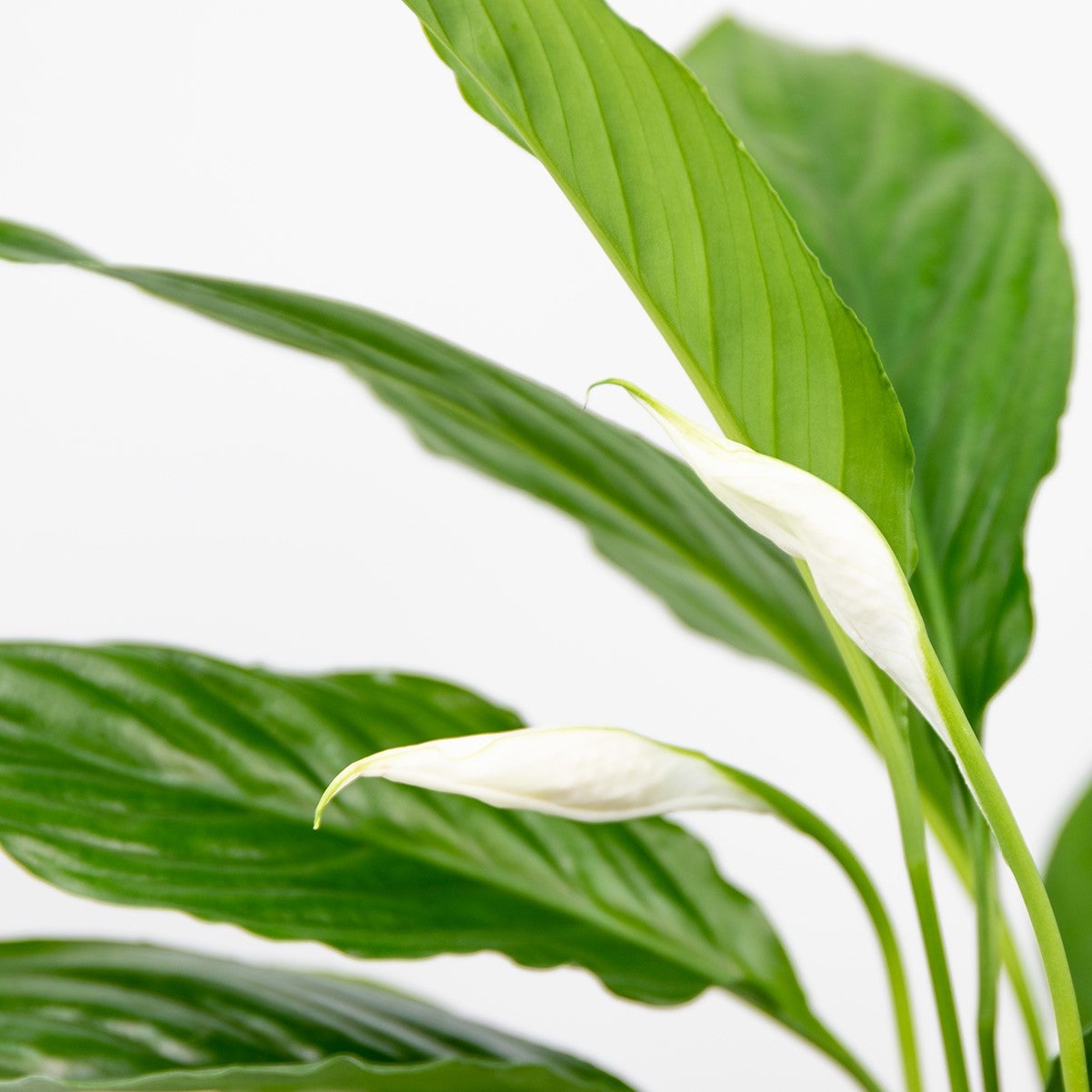 Spathiphyllum - Lys de la paix - Plantes d’intérieur - Dépolluante - Hauteur 30-40 cm - Pot 12 cm - 3
