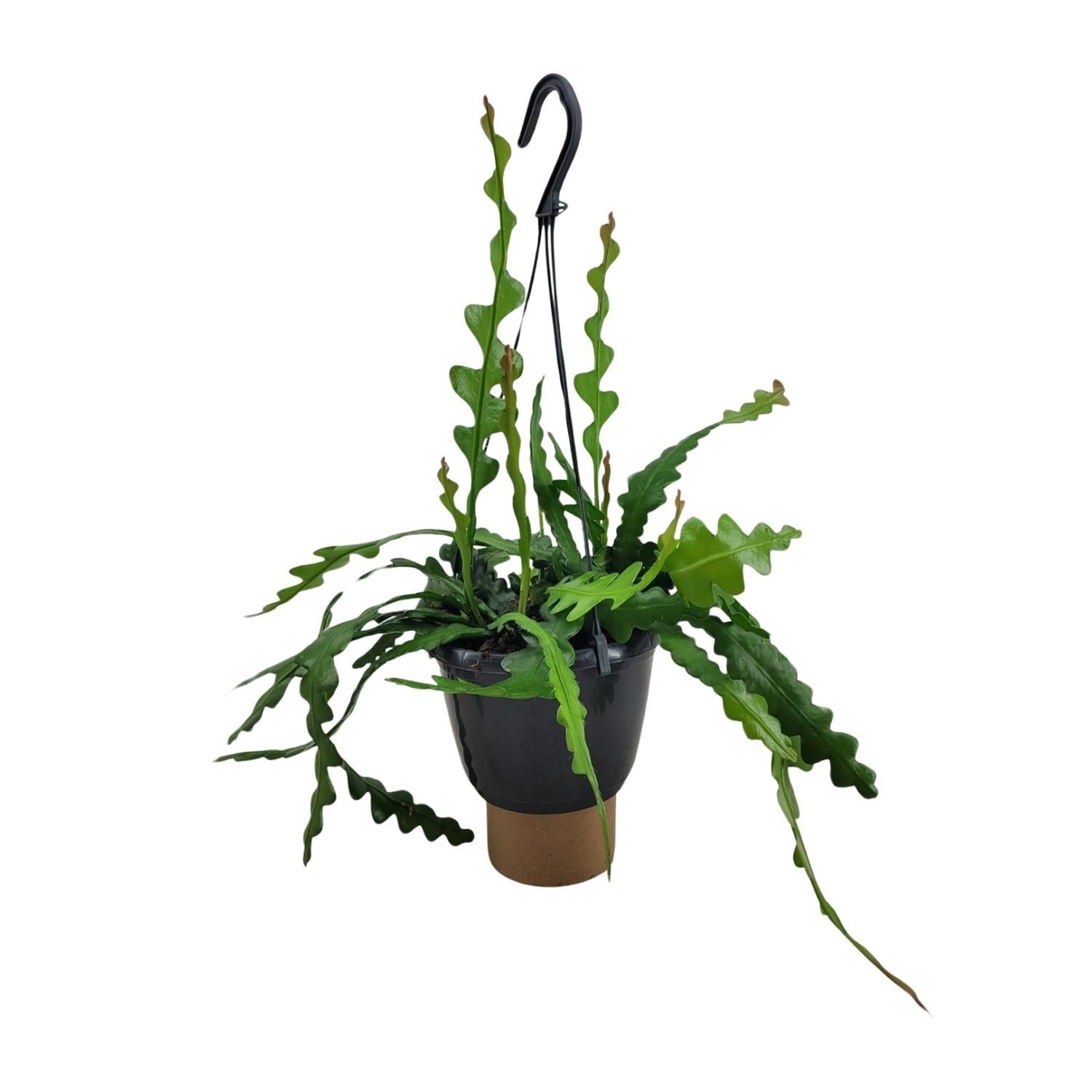 Epiphyllum Anguliger - Kaktus rybia ość - Doniczka Ø14cm - Wysokość 35cm