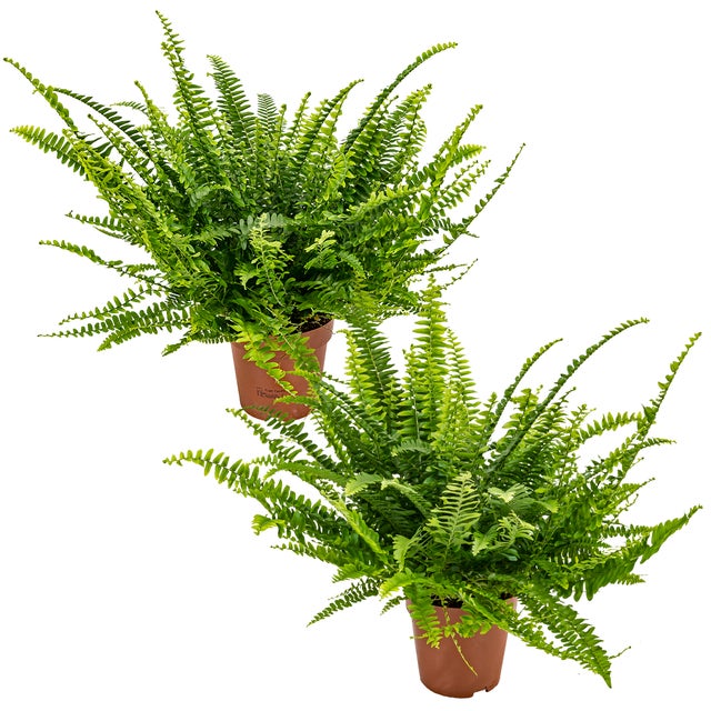 Lot de 2 - Nephrolepis Green Lady - Fougère de Boston - Plante d’intérieur - H. 20-30 cm - P. 12 cm