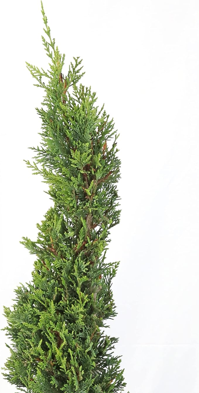 KENTIS - Cyprès Spiralé de Leyland - Cupressocyparis Leylandii - Plantes d'Extérieur Persistantes - Balcon de Jardin - H 140/160 cm Pot Ø 30 cm - 3