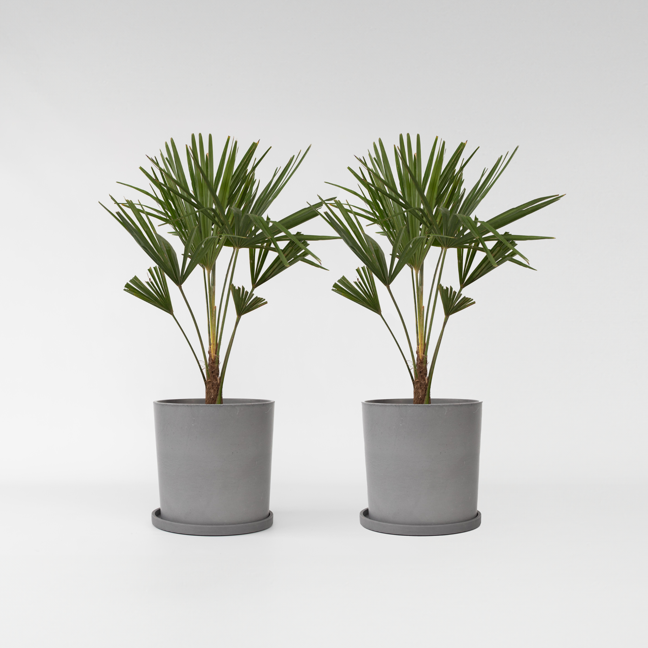 Palmier de Chine - Set de 2 - Trachycarpus Fortunei - Hauteur 65-75cm - ⌀21cm - 6