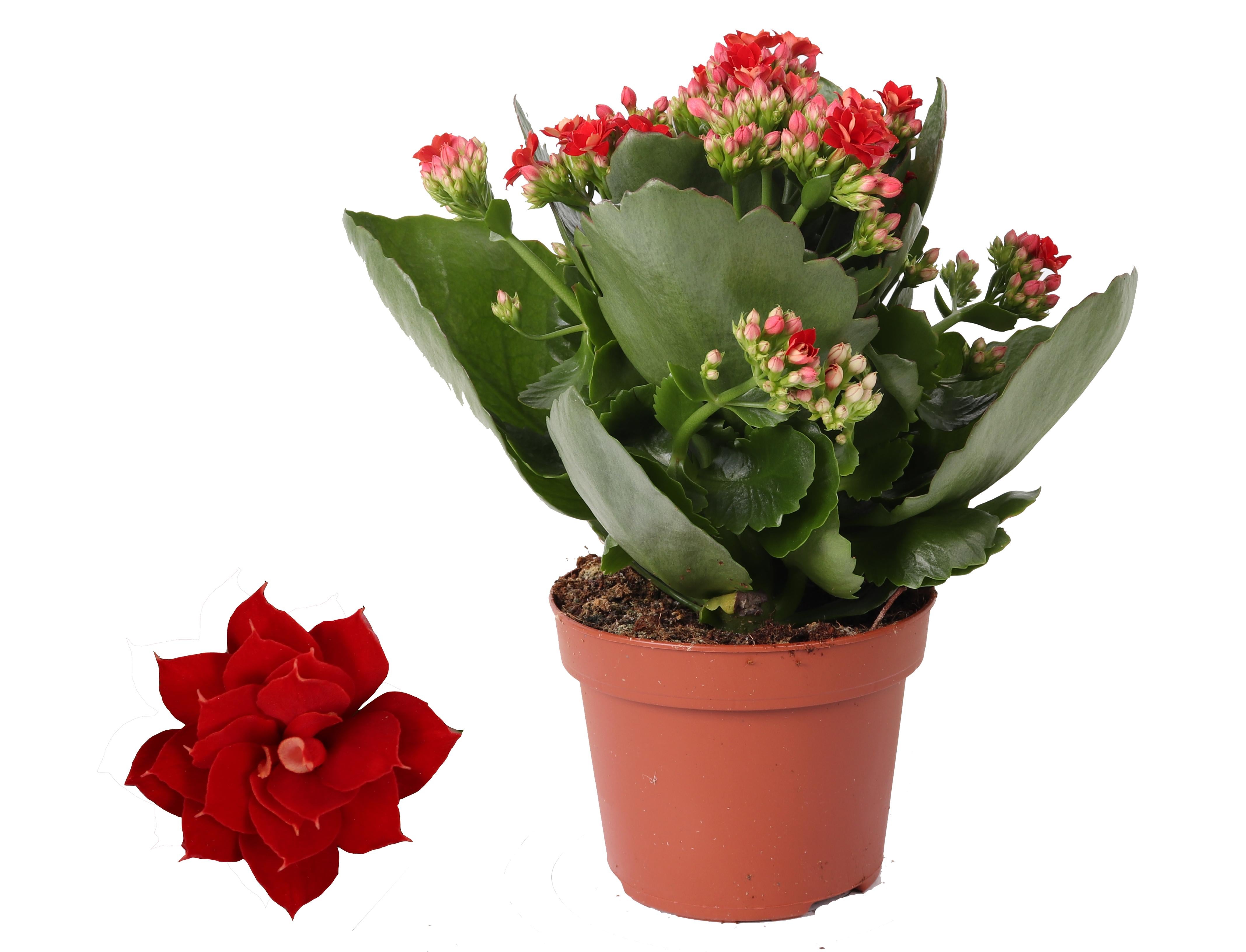 Kalanchoe Rosalina Don Justino Czerwony - Doniczka ?12cm - Wysokość ?27cm - Roślina Doniczkowa Kwiatowa
