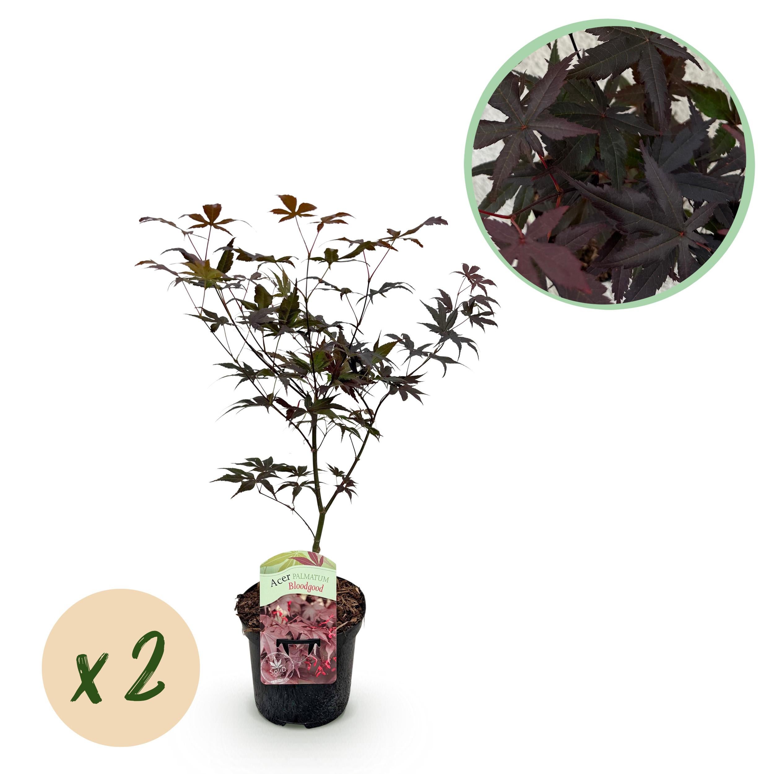 Green boutiQ Klon Japoński Acer palmatum Bloodgood – 2 rośliny – Doniczka 19 cm – Wysokość 70 cm