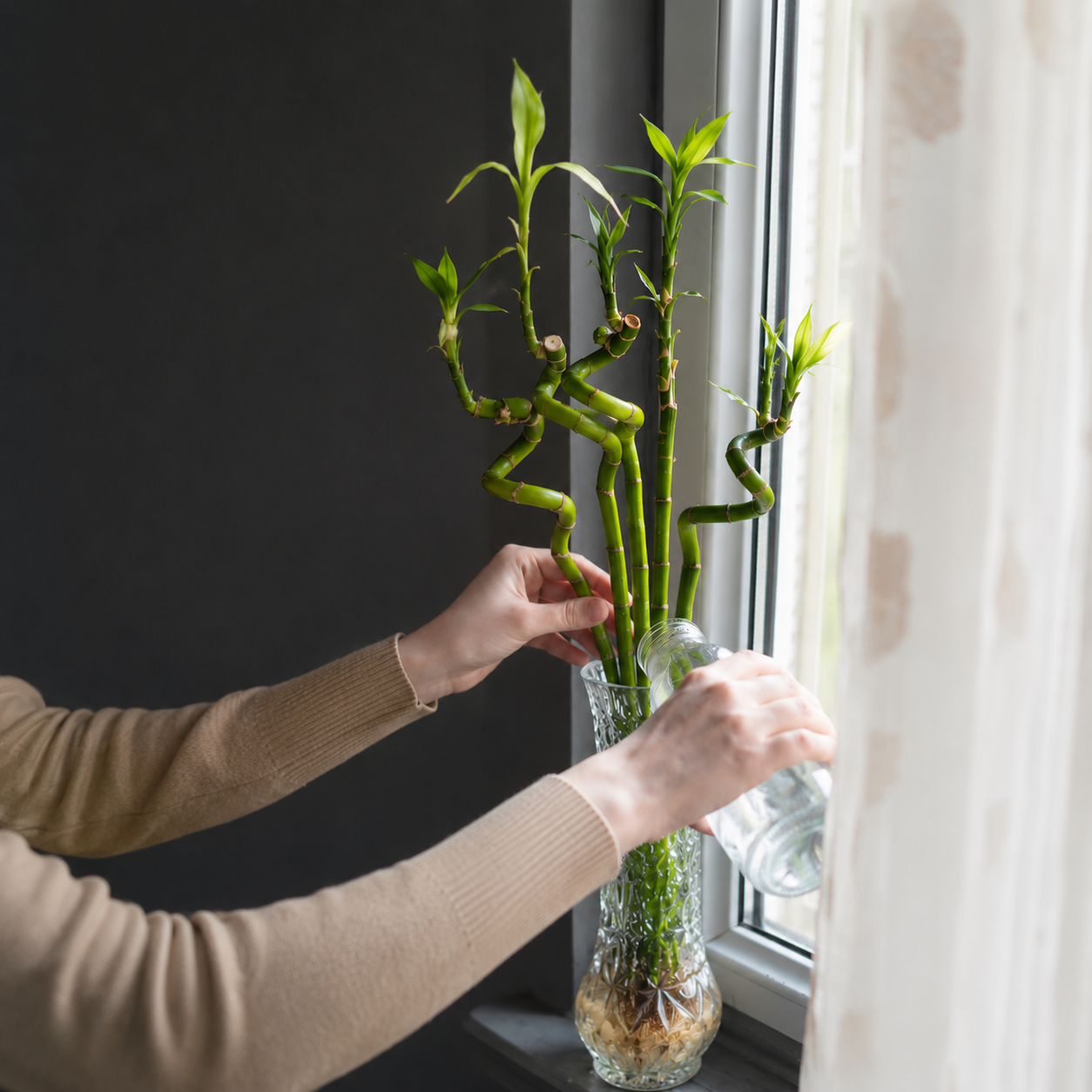 Lucky Bamboo Set da 6 - Dracaena Sanderiana - Pianta da Interno Portafortuna Feng Shui - 40-45 cm - Facile Cura, Poca Luce - 3