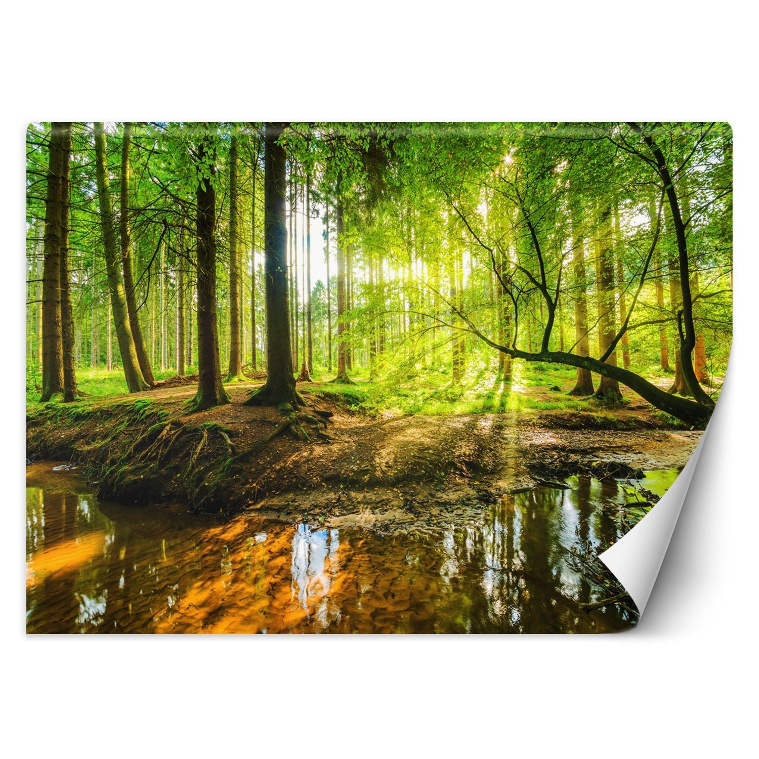 Fototapeta, Las potok strumień promienie słońca natura 300x210