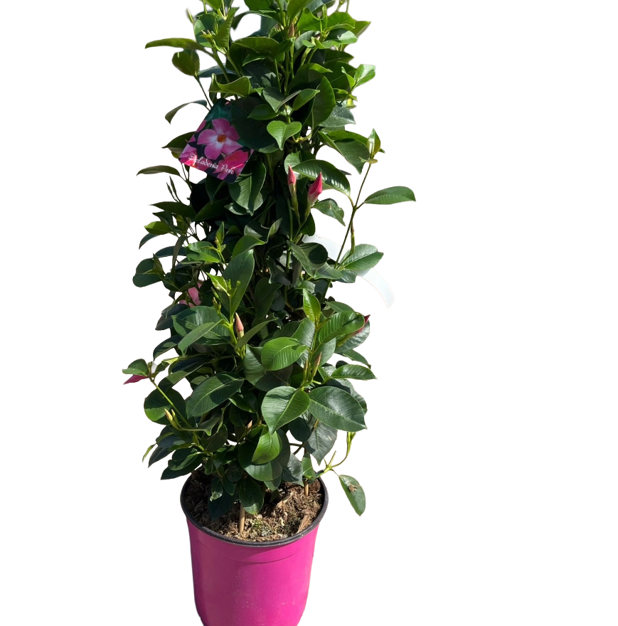 Dipladenia Rampicante piramide Rosa n vaso 19 cm AMDGarden - 2