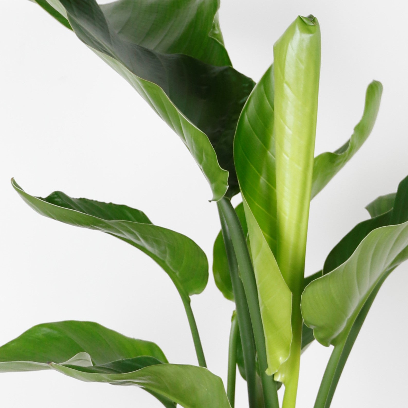 Strelitzia Nicolai - Oiseau de paradis - Plante d’intérieur - Dépolluante - H. 80-100 cm - 3