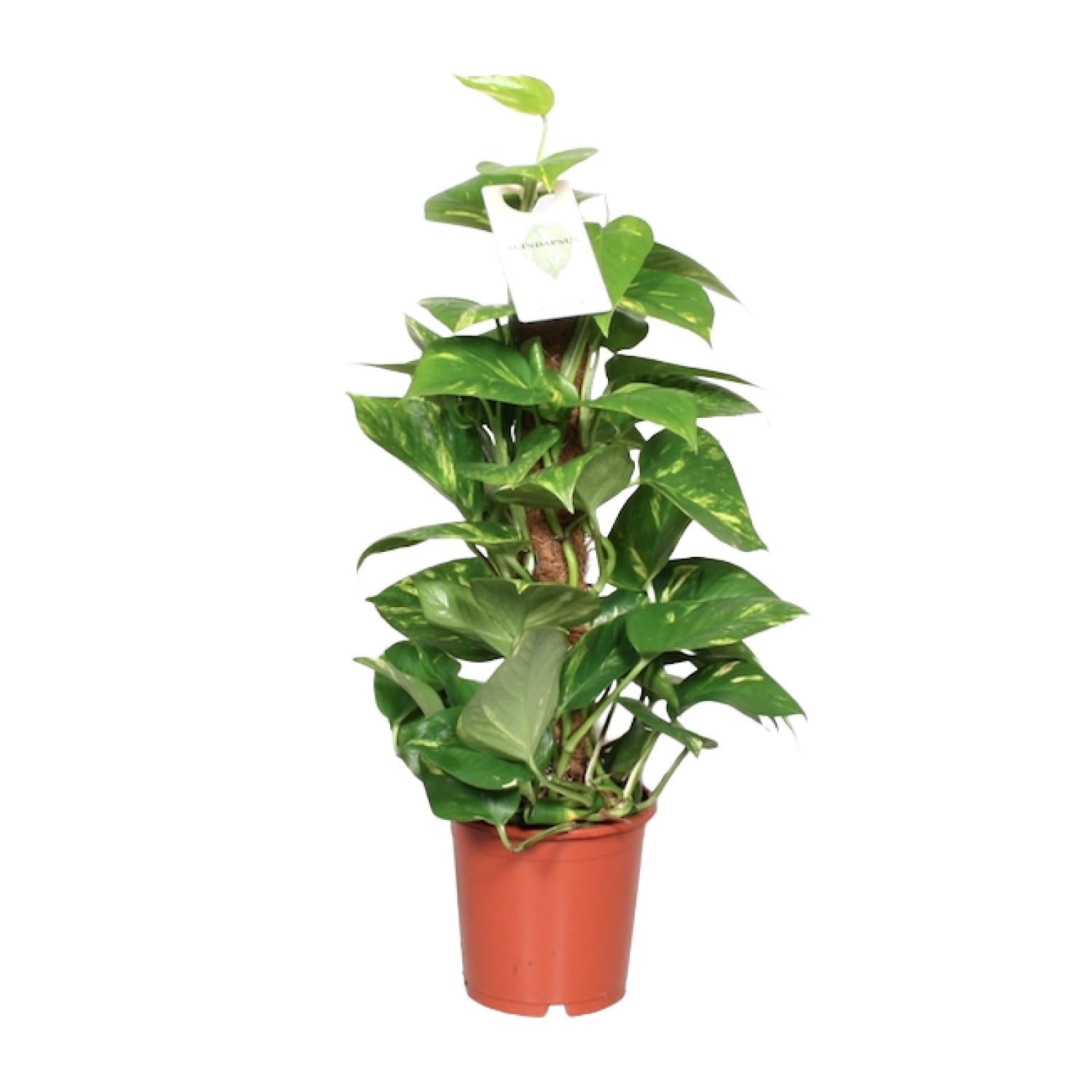 Epipremnum Aureum Plante tropicale décorative grimpante verte Ø15cm — free download
