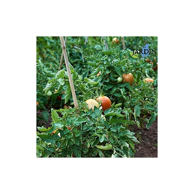 Lot de 100 Tuteur en Bambou 240 cm, 18-20 mm, Tubes en Bambou pour Plantes et Arbres, Baguettes de bambou, Canne de bambou - 8