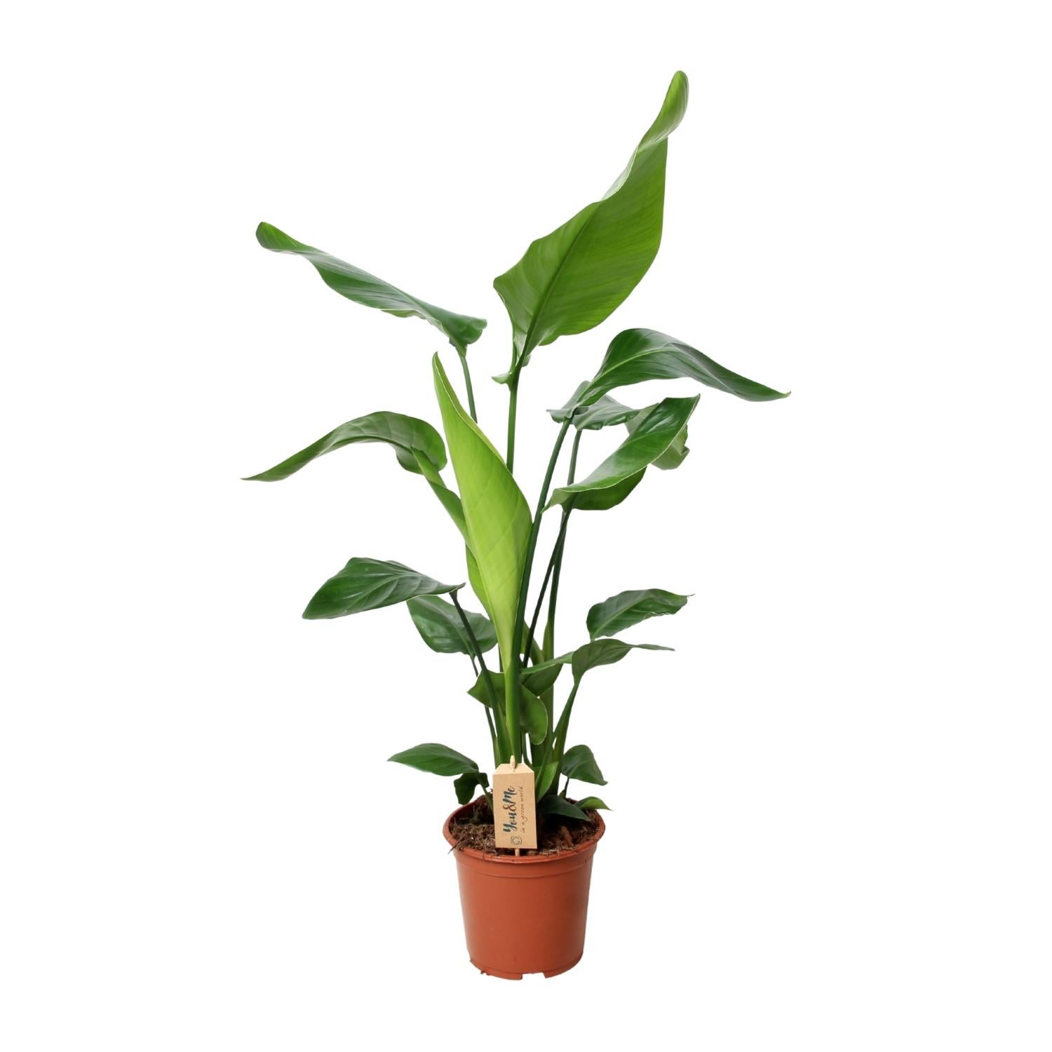 PROMO - Roślina Strelitzia Nicolai doniczka Ø19cm wysokość 90cm – Rajski ptak dekoracyjny do wnętrz łatwy w pielęgnacji