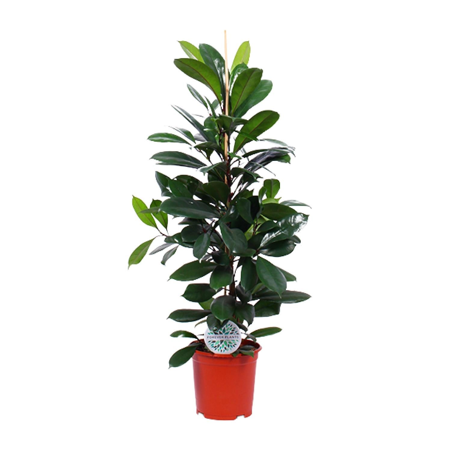 Ficus Cyathistipula - Elegancka roślina doniczkowa - Błyszczące liście - Doniczka Ø21cm - Wysokość 105cm
