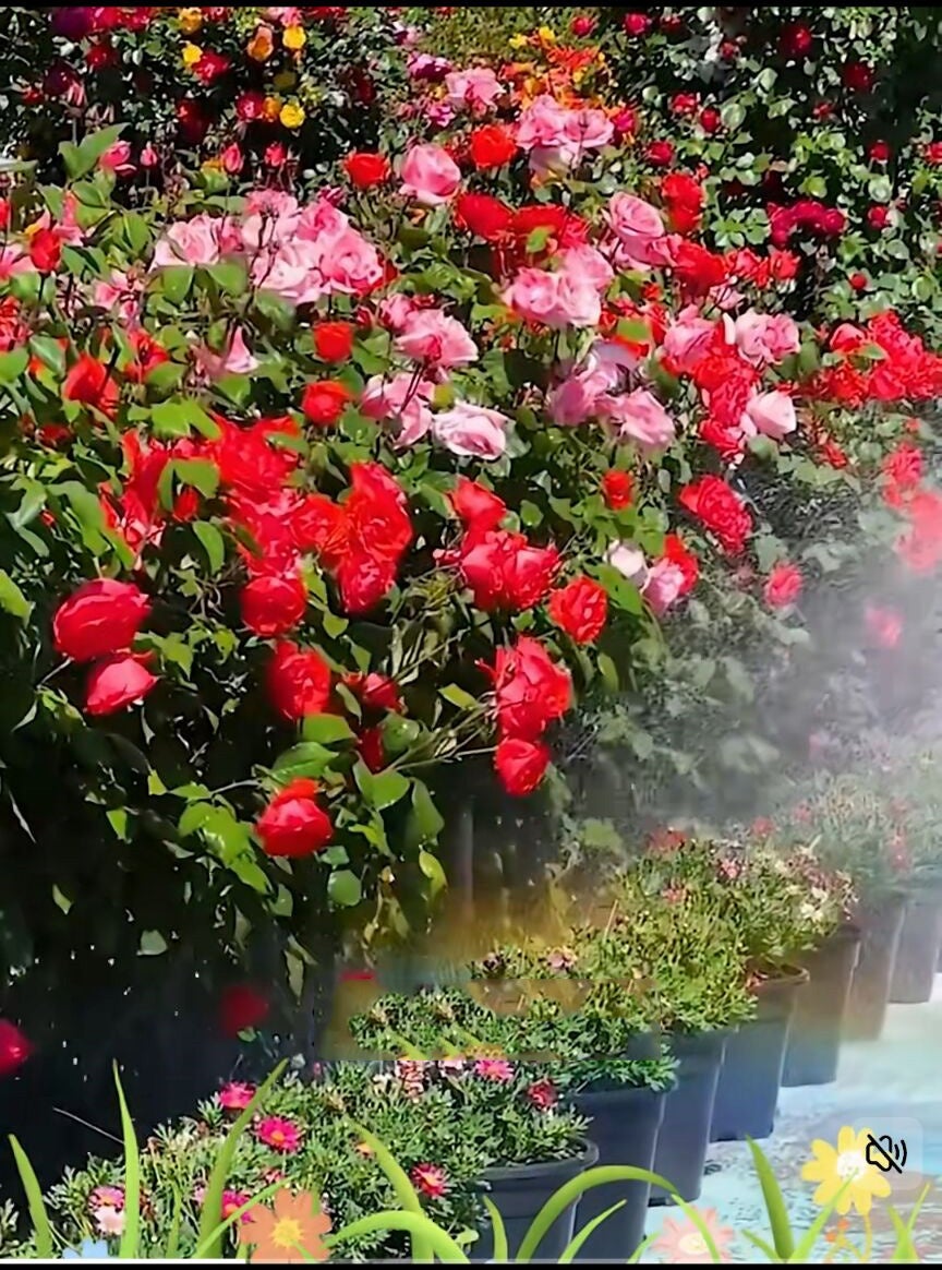 1200 graines de rosiers, graines de fleurs vivaces d'extérieur, graines de fleurs vivaces à planter, taux de germination élevé - 5