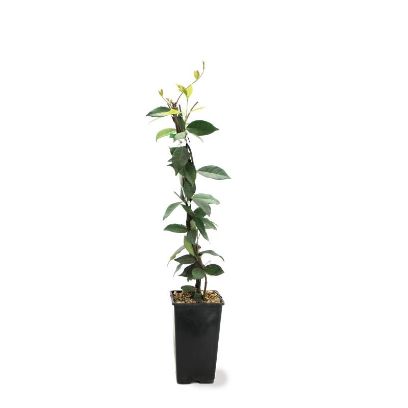 Jasmin étoilé (Trachelospermum jasminoides) - Conteneur 1,5L - Pépinières Naudet - 2