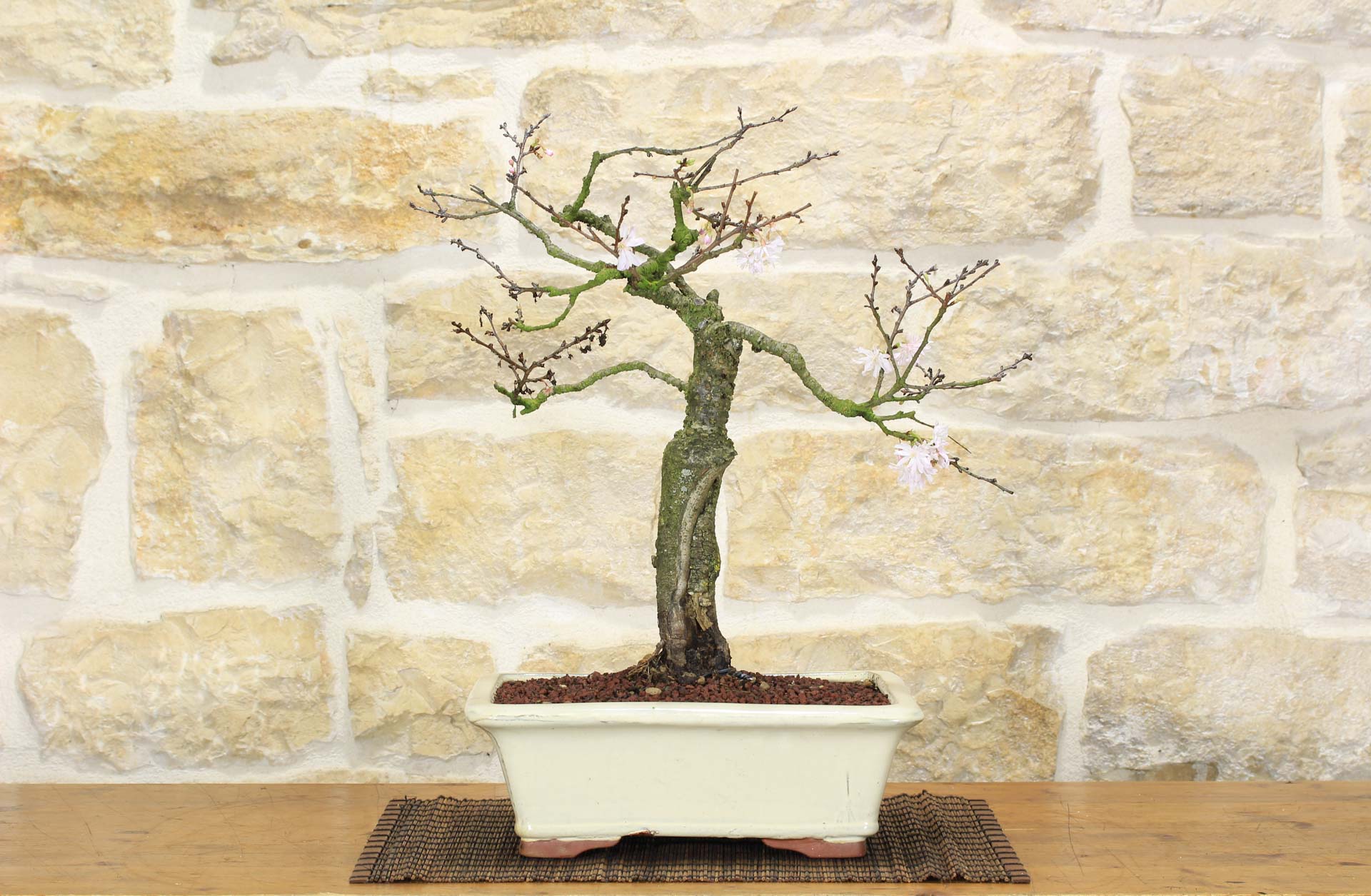 Bonsai di Ciliegio Giapponese (4) | Leroy Merlin