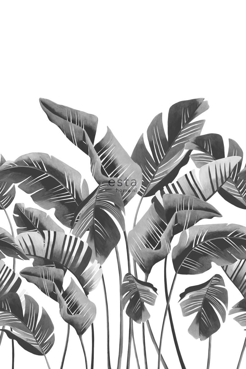Fotomural hojas grandes de banano blanco y negro - 200 x 279 cm - estahome