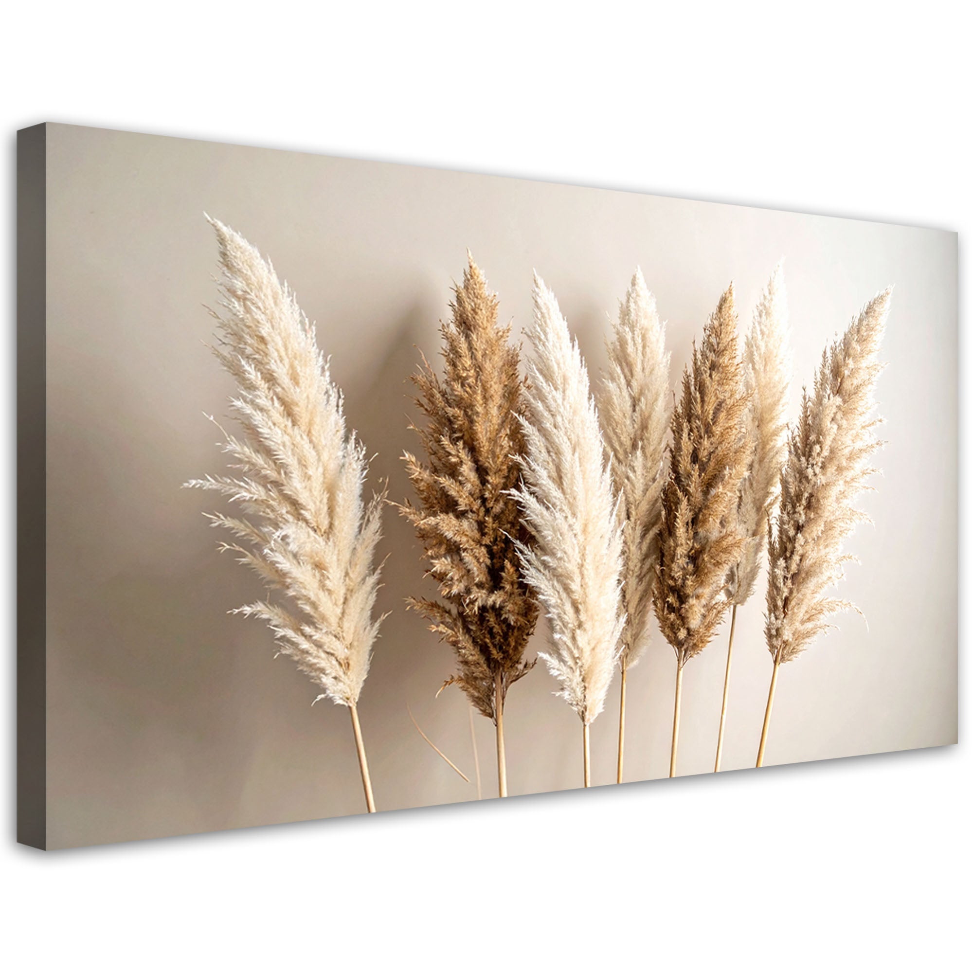 Obraz do salonu sypialni biura, Suche trawy rośliny natura beżowy 120x60