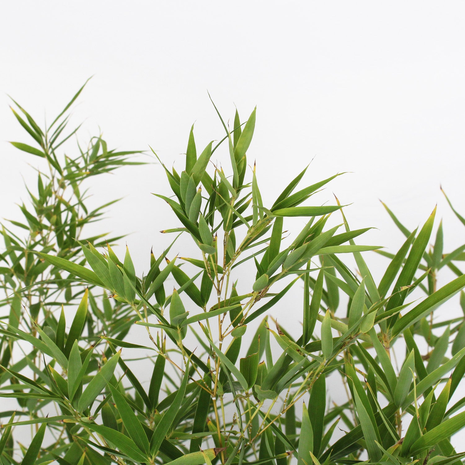 KENTIS - Bambusa Aurea - Véritable Bambou d'Extérieur - Plantes de Bambou pour Jardin - H 145-200 cm Pot Ø 24 cm - 4