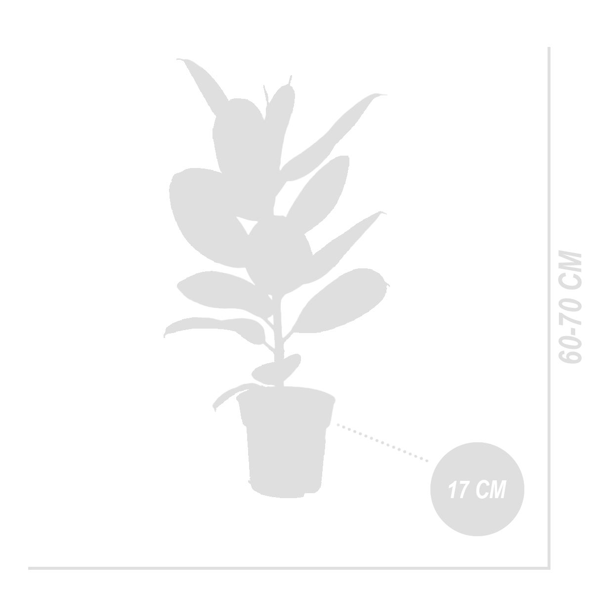 Ficus Elastica Robusta - Hévéa - Plante à caoutchouc - Plantes d'intérieur - H. 50-60 cm - P. 17 cm - 2
