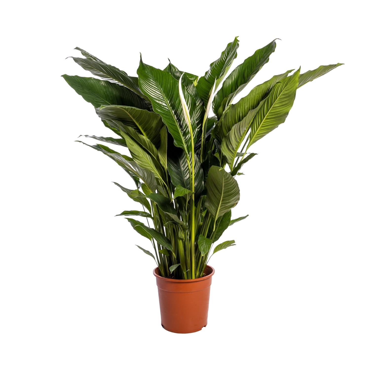 Spathiphyllum Sweet Sebastiano Skrzydłokwiat Ø24cm ↕110cm Roślina Doniczkowa Oczyszczająca Powietrze