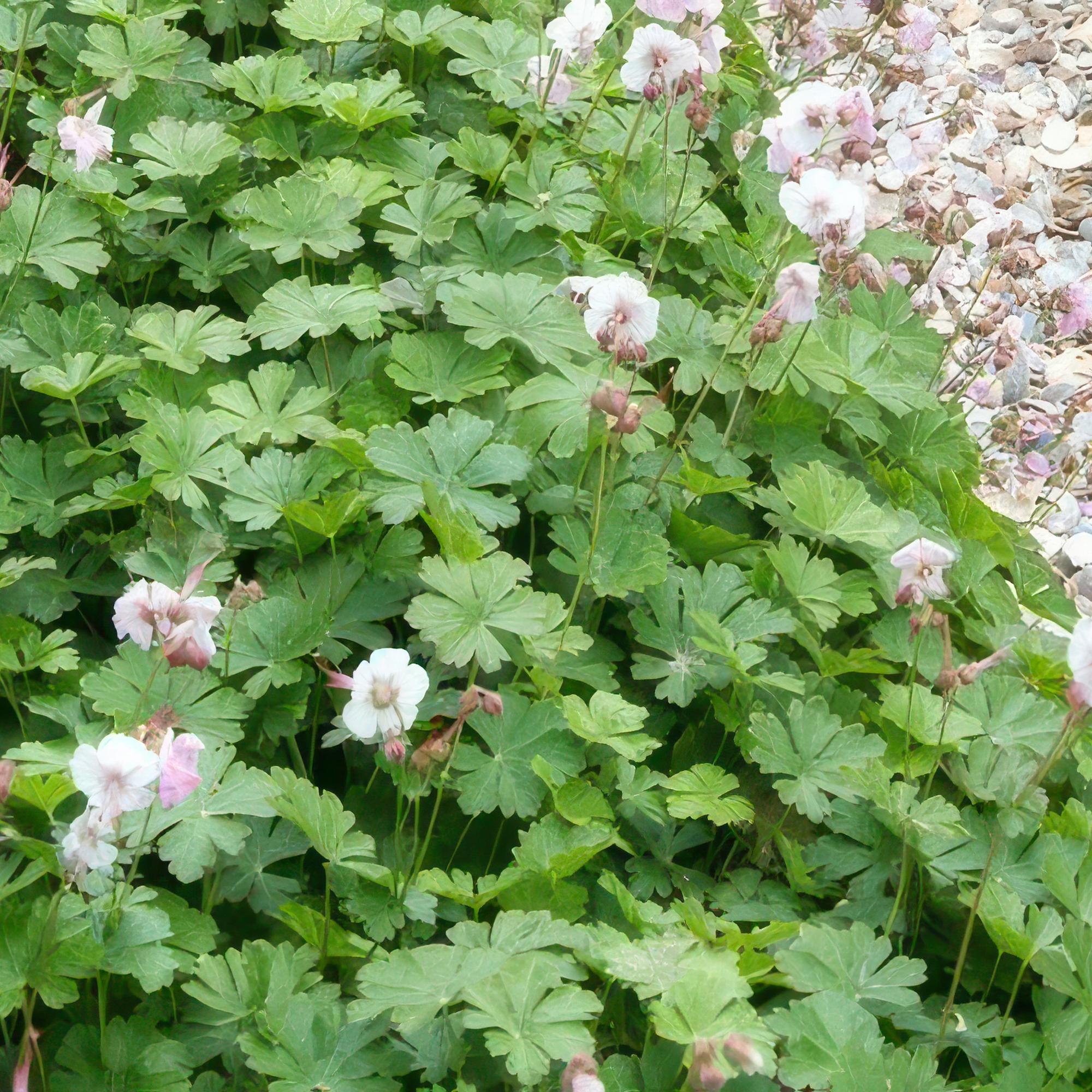 24x Plante Geranium cant. 'Biokovo' - ↕10-25cm (hauteur) - Ø9cm (diamètre)– ComfortXL Green - 5
