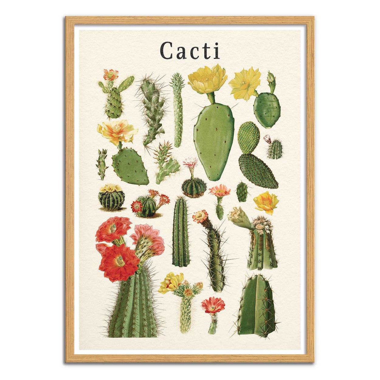 Affiche d’art 50 x 70 cm - Cacti collection - Gal Design - 4