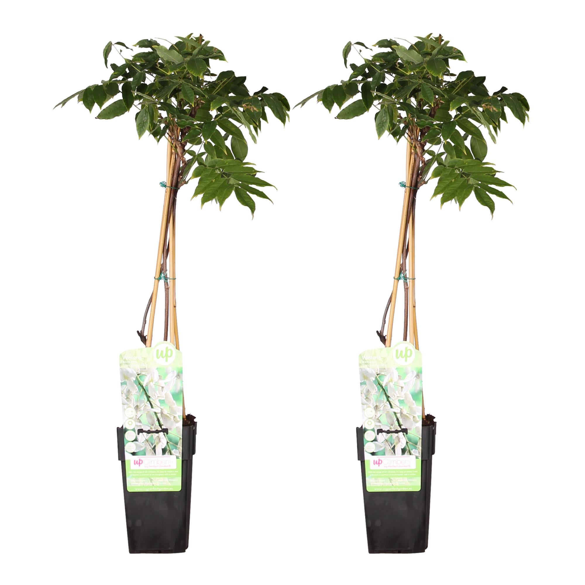 2x Wisteria floribunda 'Longissima Alba' H65cm – Glycynia pnąca kwiaty białe długie