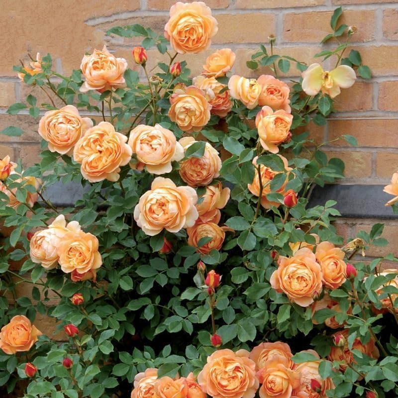 200 graines de rosiers grimpants, graines de fleurs, graines de fleurs de roses, floraison toute l'année, pour la décoration de jardin de balcon - 5