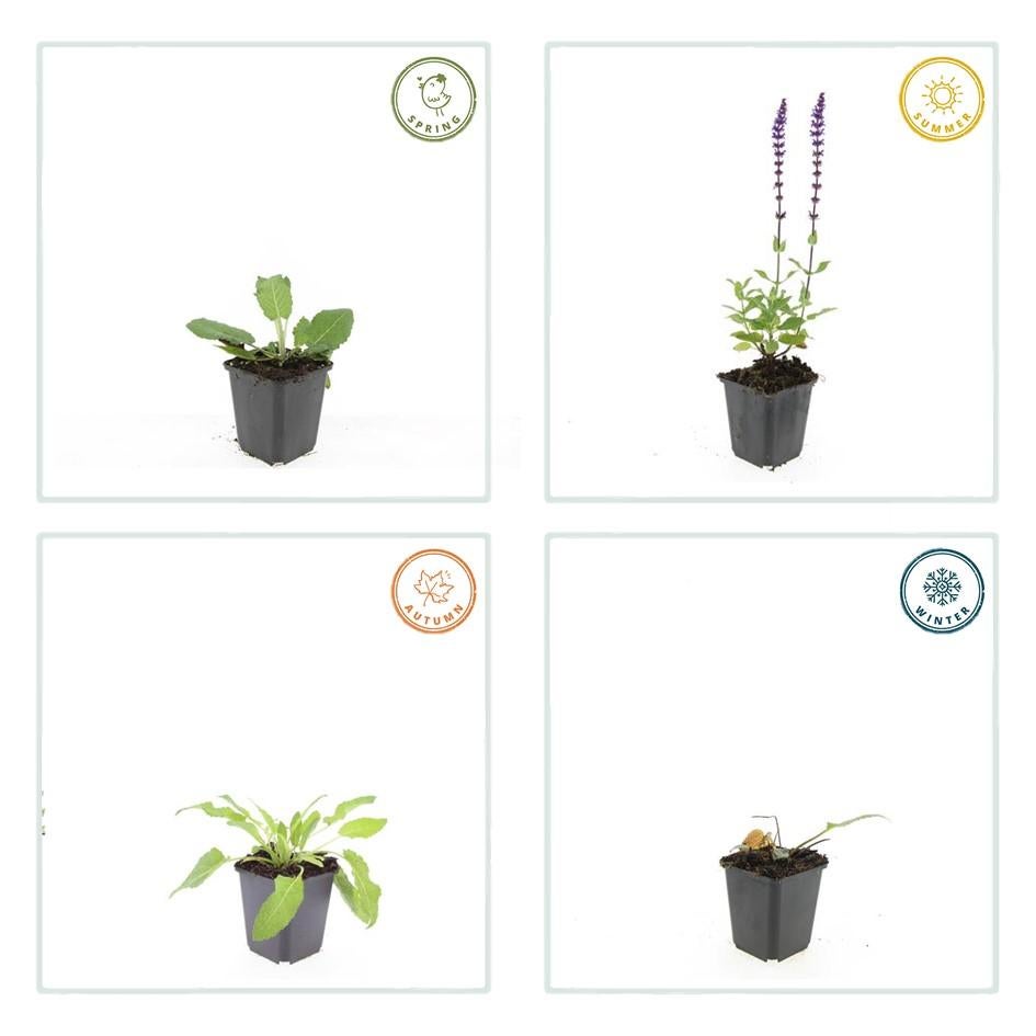 Salvia nemorosa 'Caradonna', 10-25 cm de hauteur, 9 cm Ø– MOSELOTA Green - 5