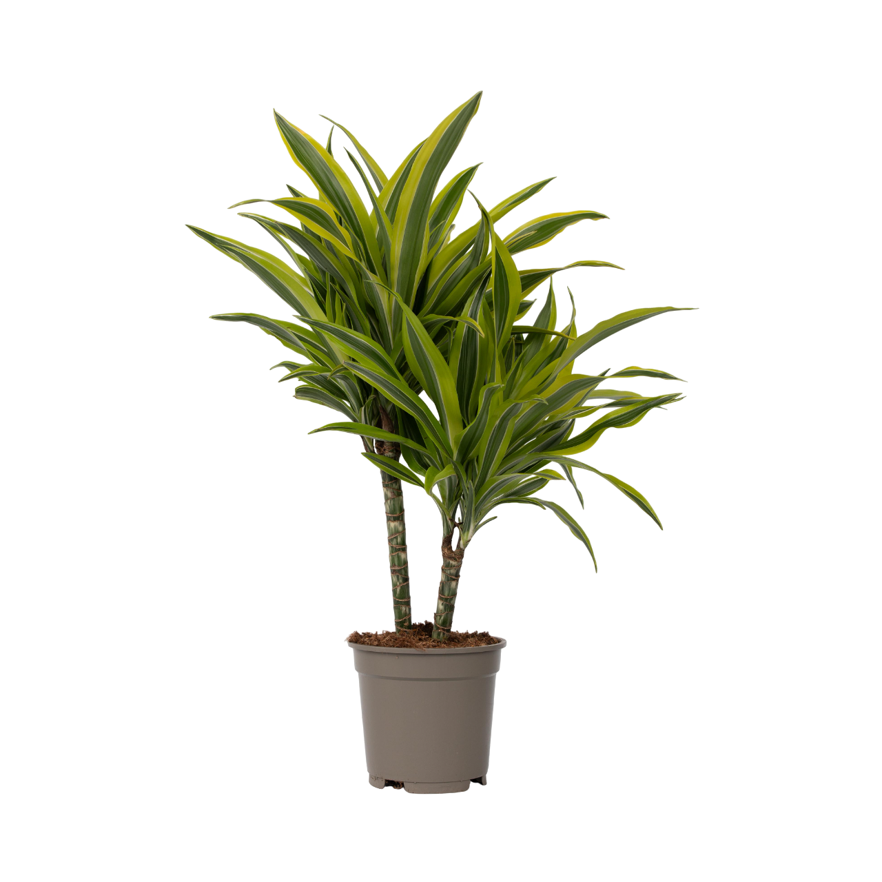 dracena arborea Shop Our Dracaena Dragon Tree Green Bush