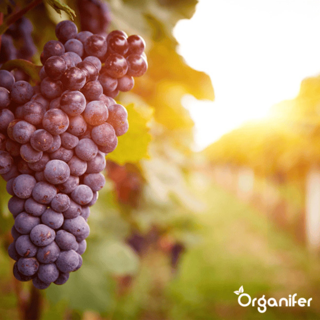 Lavagrit Issu De Roches Originelles D'Eifel - 25X = 500 Kg Pour 5.000 M2 - Organifer - 8